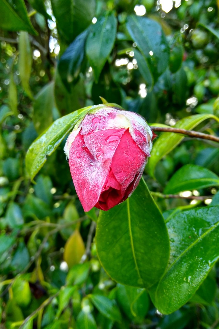 IMG_20180723_090856135_HDR