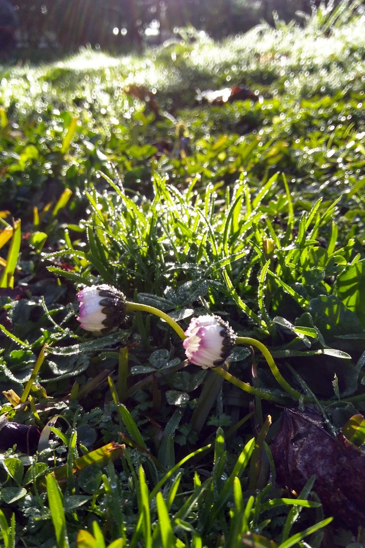 IMG_20180723_091013801_HDR 3x2