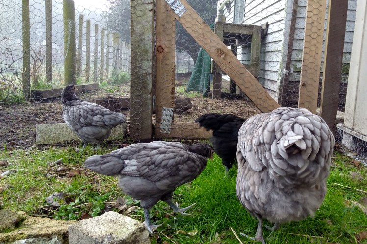 IMG_20180725_095431820_HDR 3x2