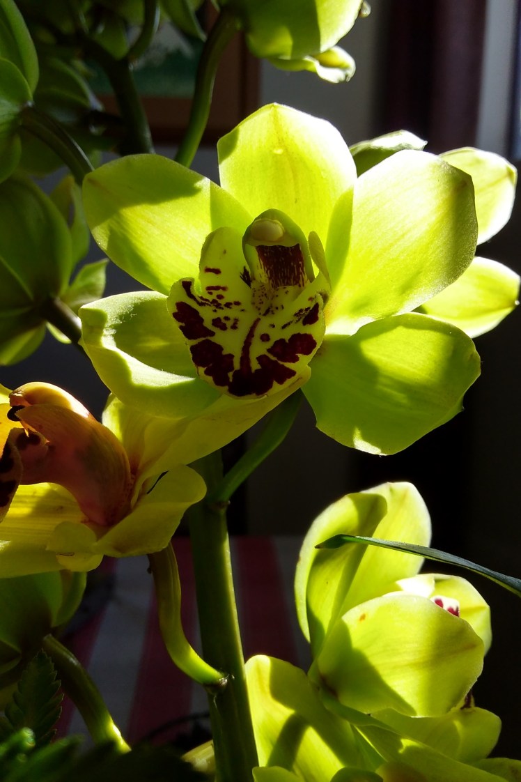 IMG_20180725_121547549_HDR 3x2