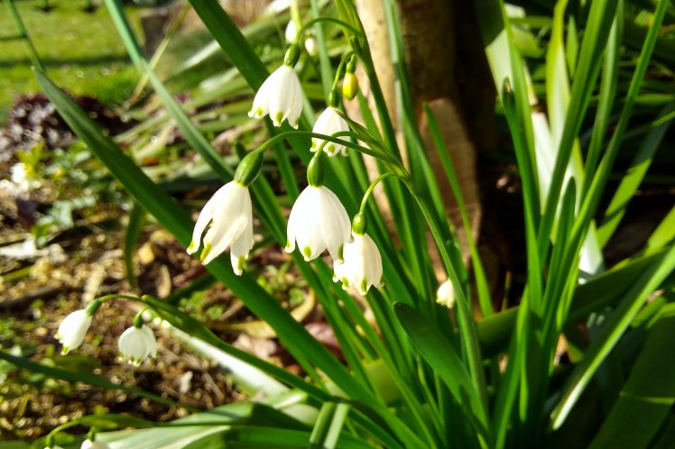 IMG_20180727_094530420_HDR 3x2