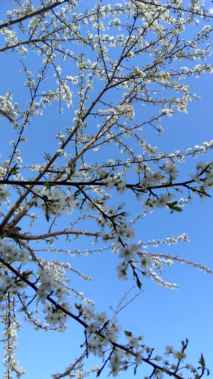 IMG_20180824_141748038_HDR