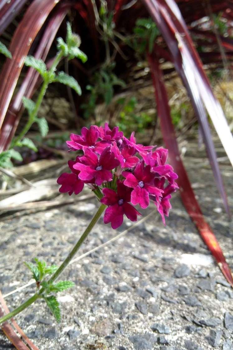 IMG_20180910_131732756_HDR 3x2