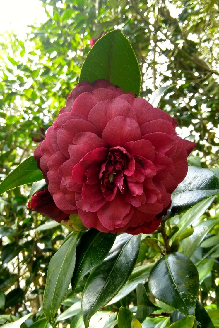 IMG_20180910_131805225_HDR 3x2