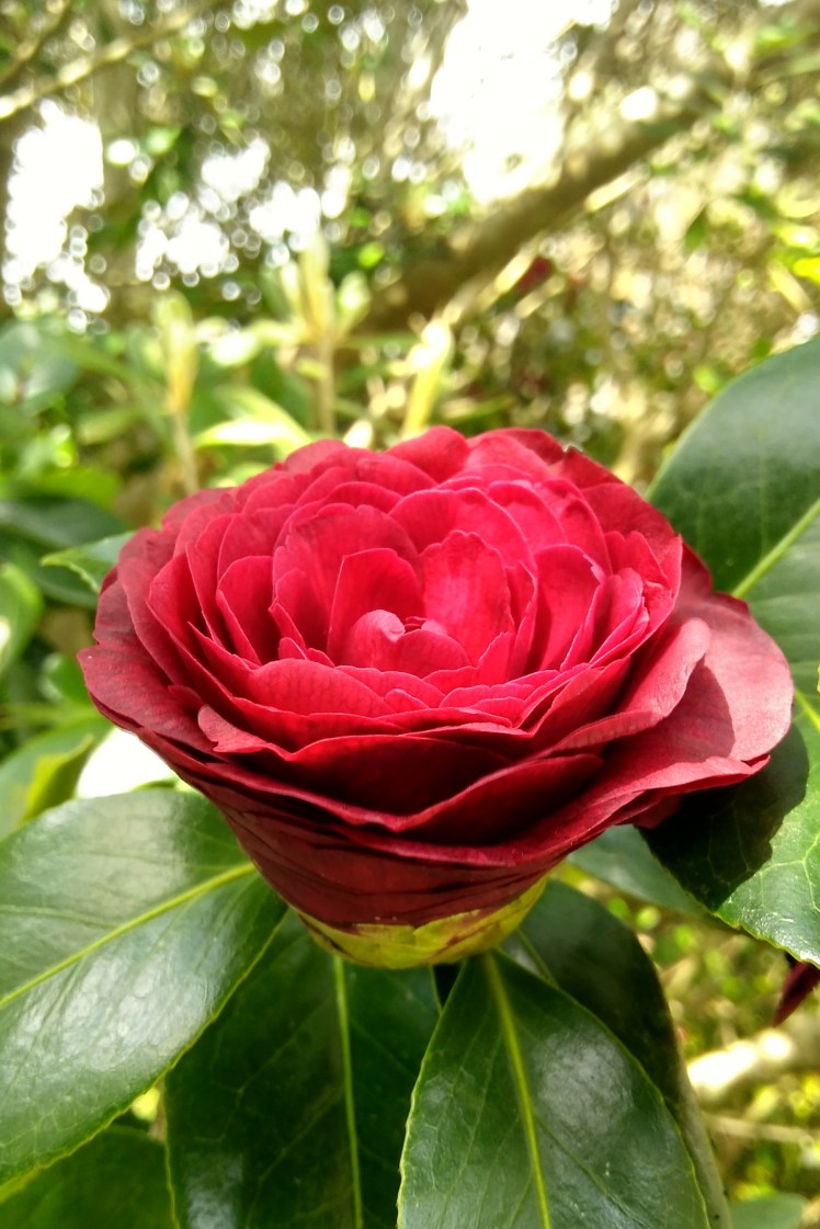 IMG_20180910_131902303_HDR 3x2