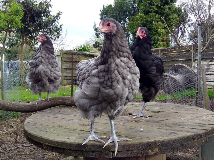 IMG_20180910_154312981_HDR 4x3