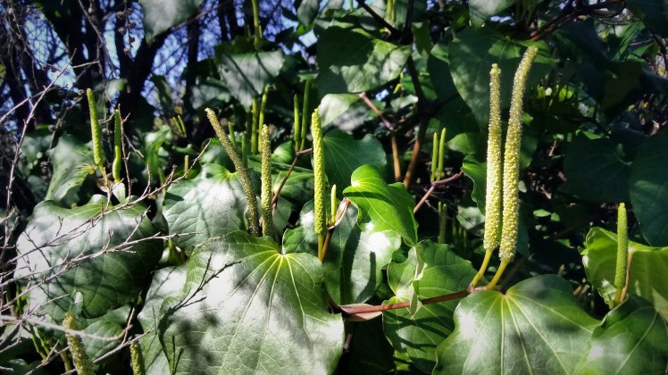 IMG_20180927_145314917 v