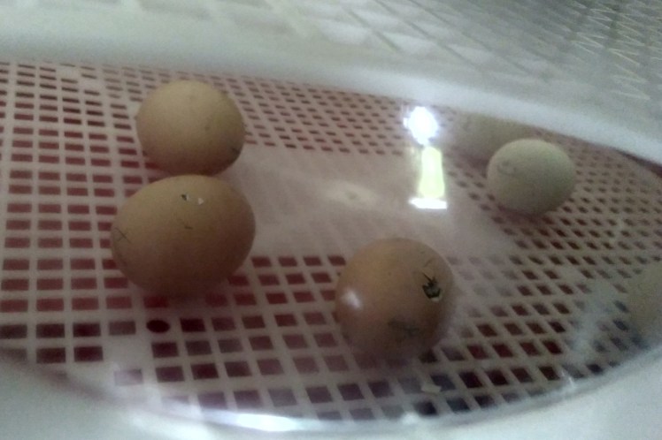 IMG_20181013_121634799_HDR 3x2