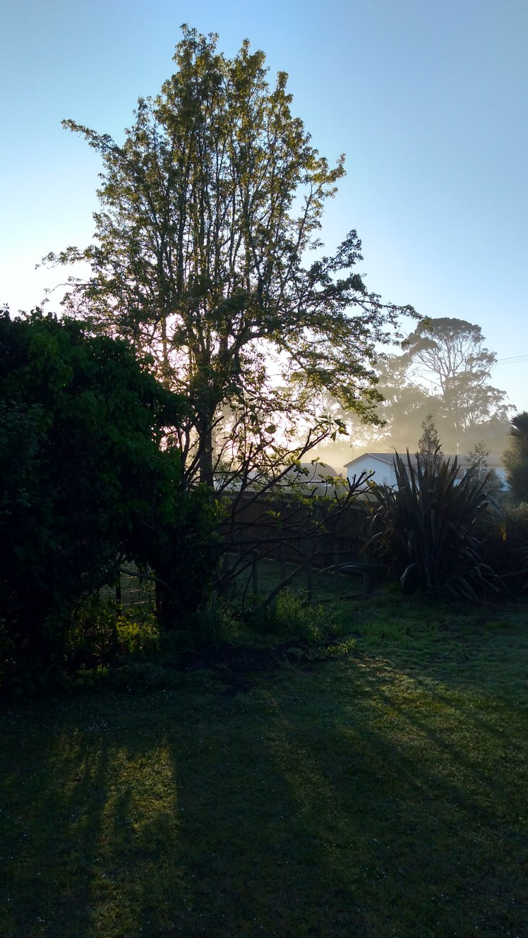 IMG_20181015_071546408_HDR