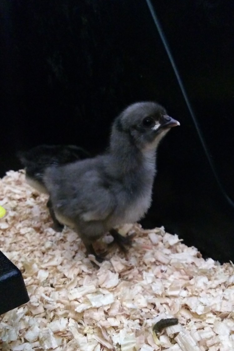 IMG_20181018_161654352 3x2