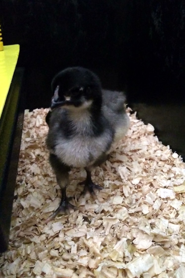 IMG_20181018_161728614_HDR 3x2