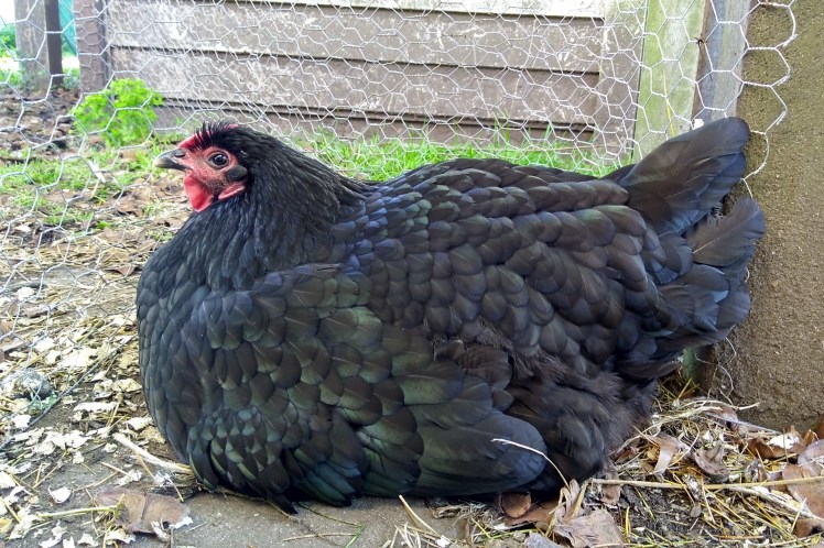 IMG_20181113_090829722_HDR 3x2