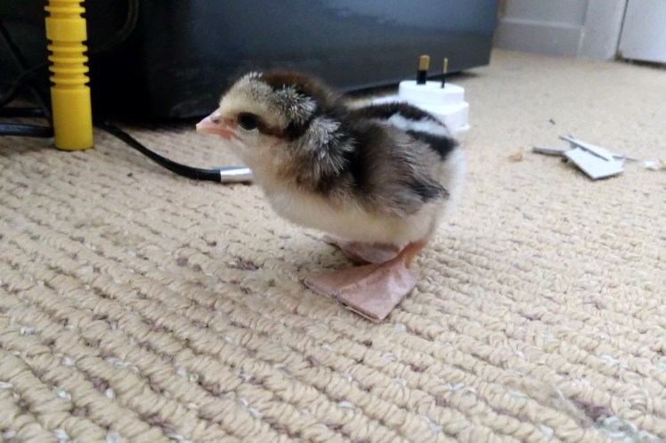 IMG_20181130_122410293_HDR 3x2