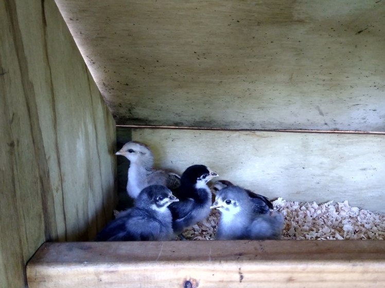 IMG_20181209_083142521_HDR 4x3.jpg