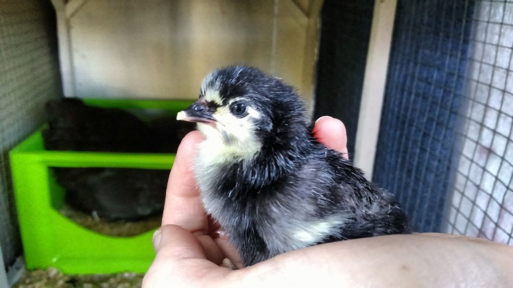 img_20190104_172442749