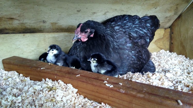 img_20190106_084756944_hdr