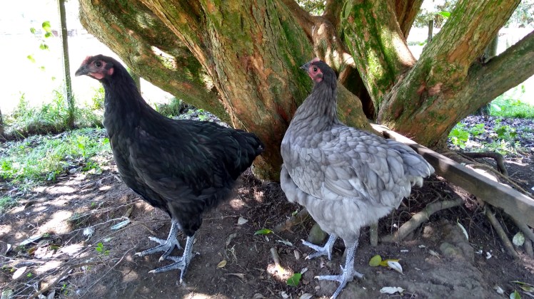 img_20190107_145437593_hdr