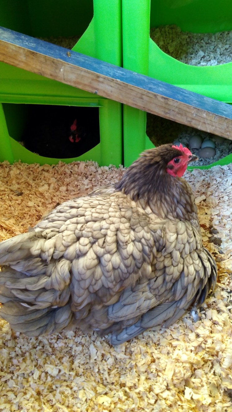 IMG_20190122_073402427_HDR