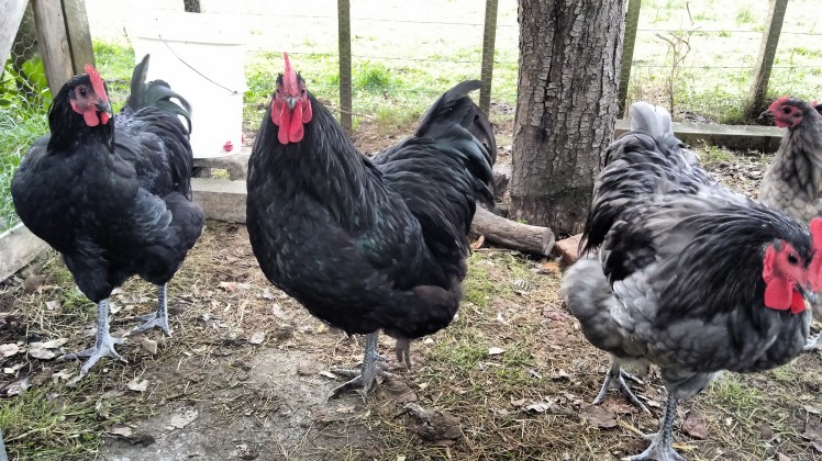 IMG_20190414_072141516