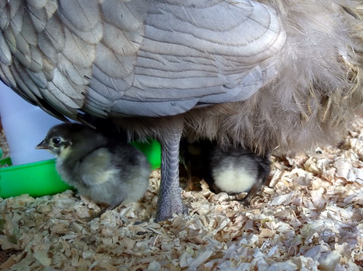 IMG_20190507_163150090_HDR 4x3