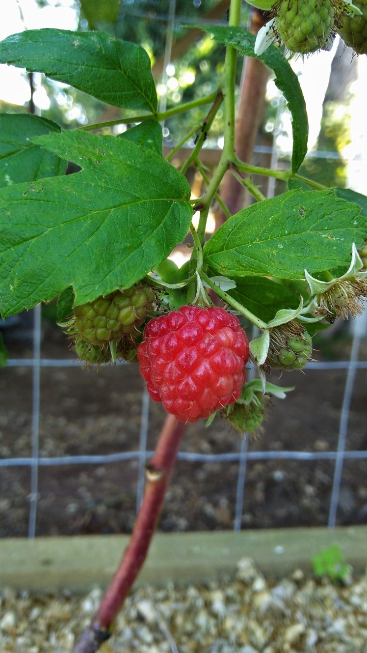 IMG_20190505_133448331 ed