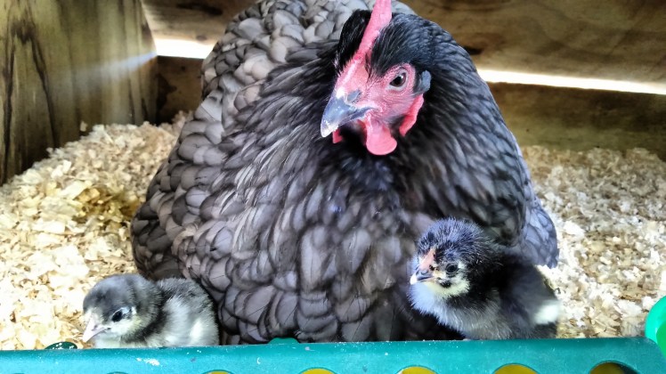 IMG_20190801_161120023