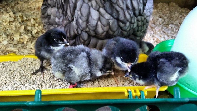 IMG_20190802_104745428