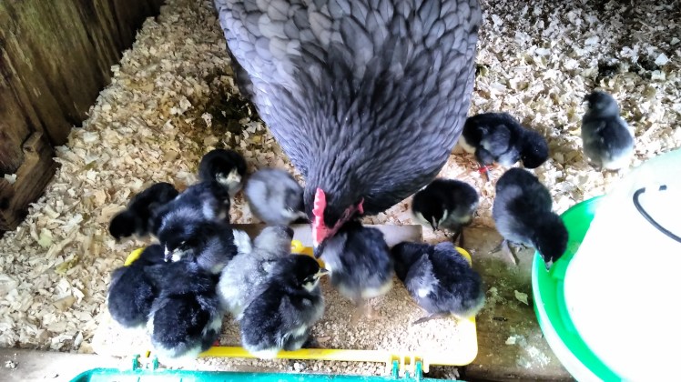 IMG_20190804_112601712