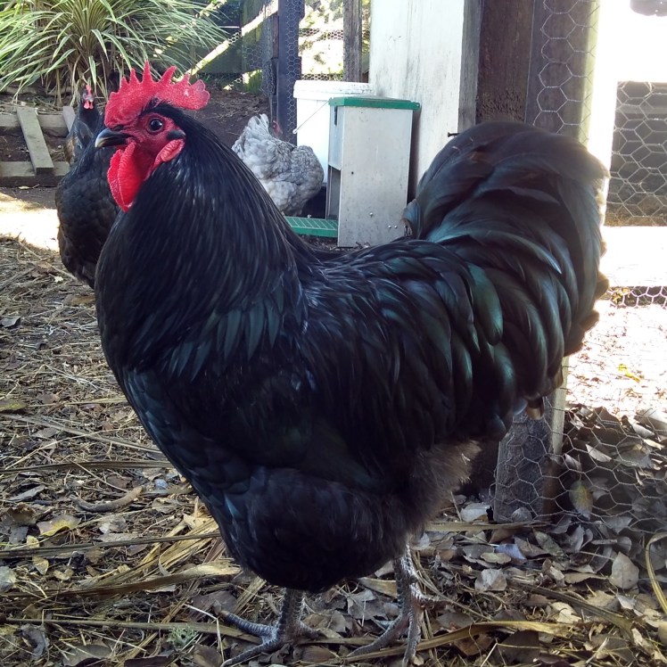 IMG_20190615_101135457_HDR sq.jpg