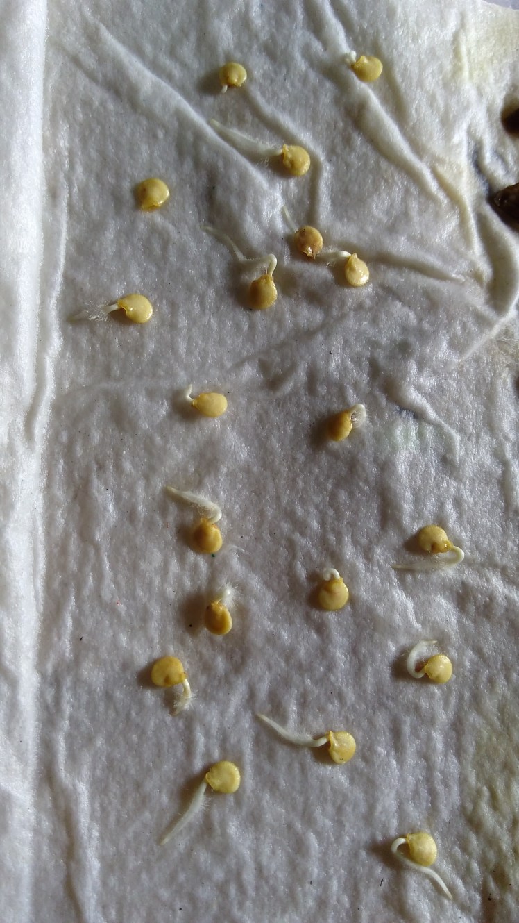 IMG_20191005_154342639