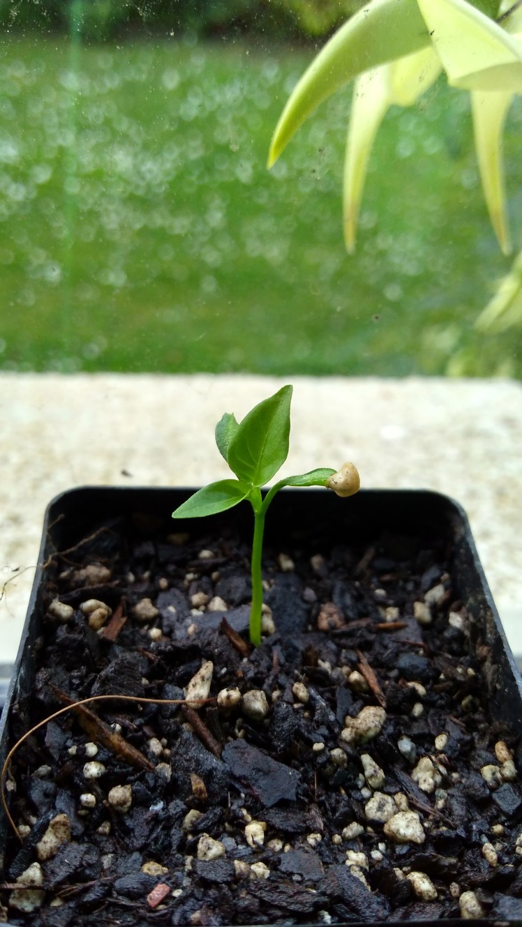 IMG_20191006_181605871_HDR