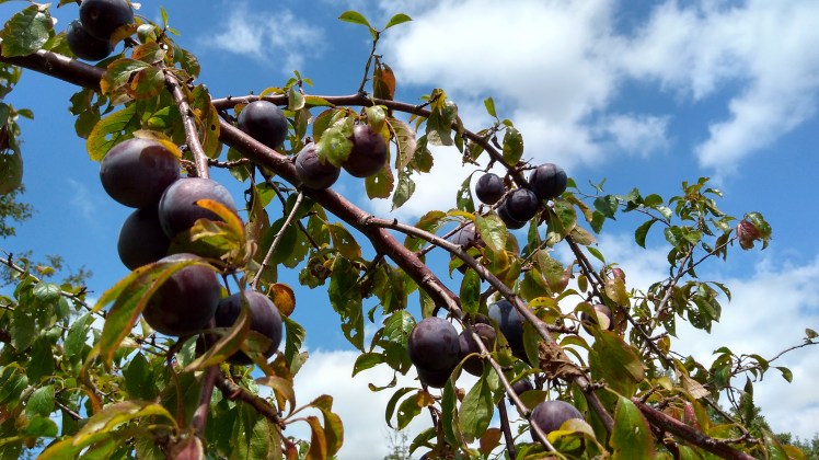 IMG_20200121_150158787_HDR