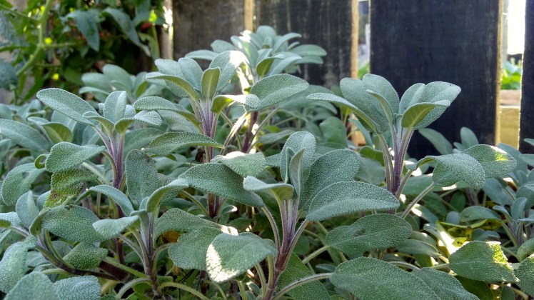 IMG_20200318_161606354_HDR