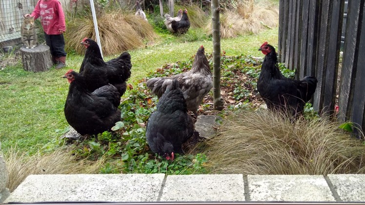 IMG_20200419_130926511_HDR cr