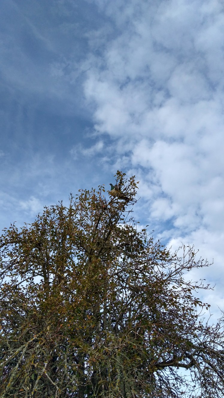 IMG_20200515_150313756_HDR