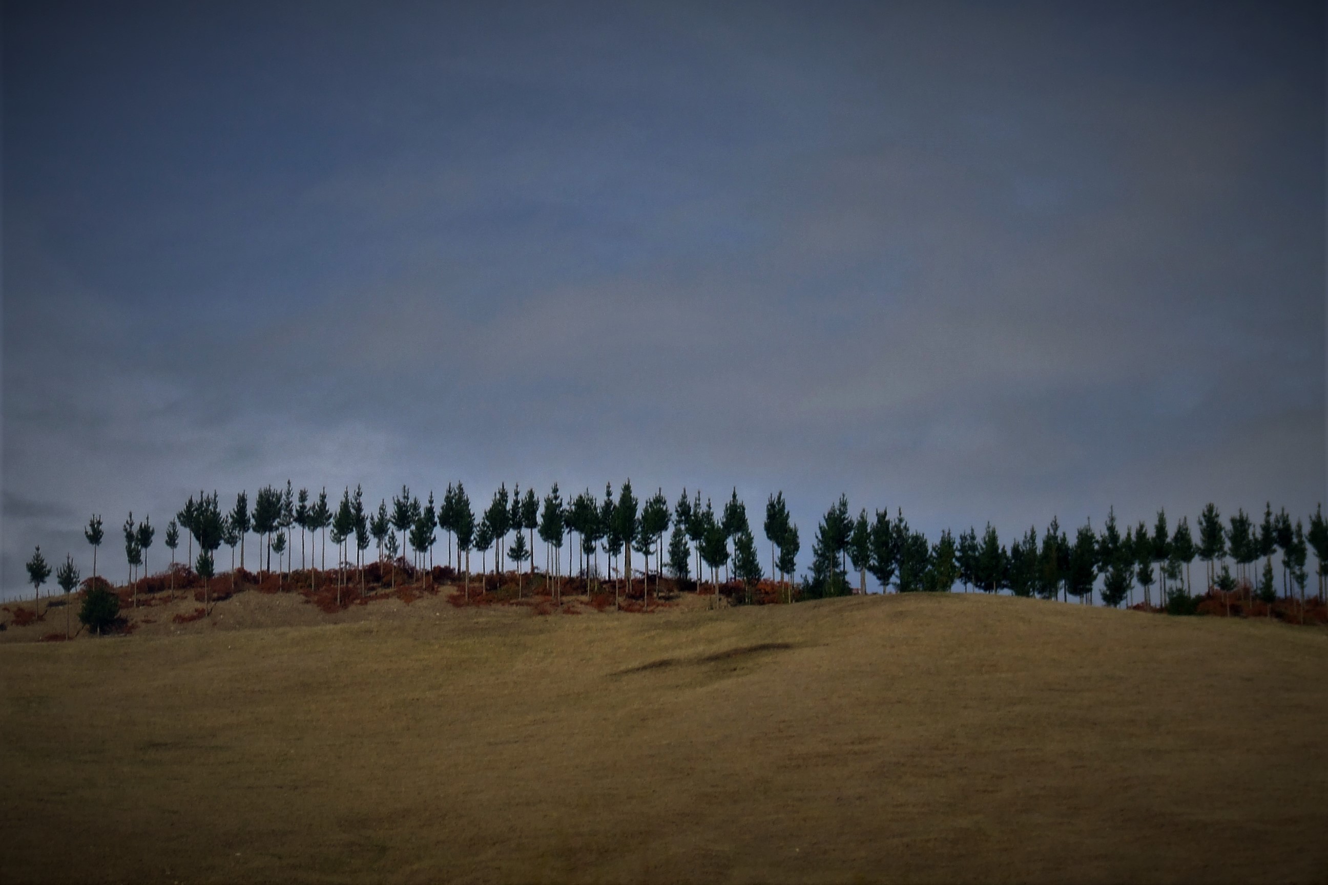 Line of young pine trees standing on ridge of a hill