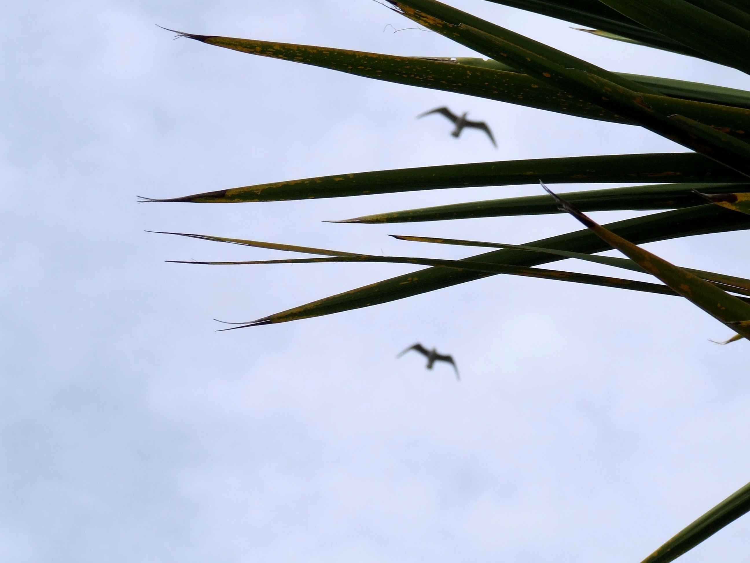 Two birds flying beyond pointy cabbage tree leaves