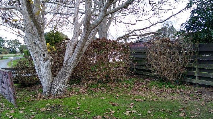 IMG_20200617_153932058_HDR