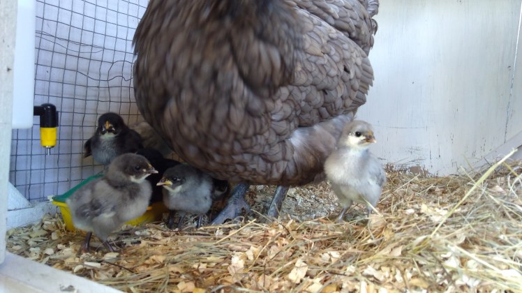 IMG_20200729_121530981