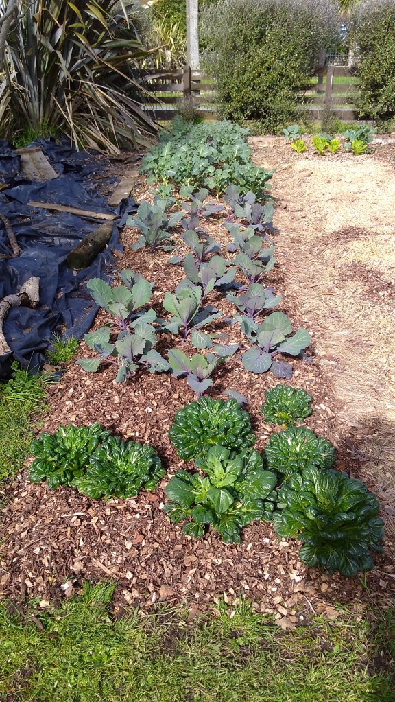 IMG_20200803_130513058