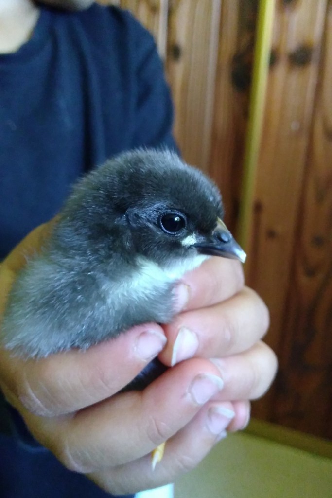 IMG_20200804_140514986 3x2