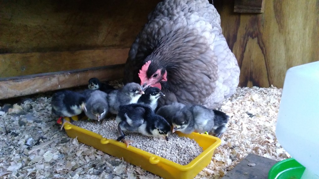 Jenny Cheeply and her chicks.